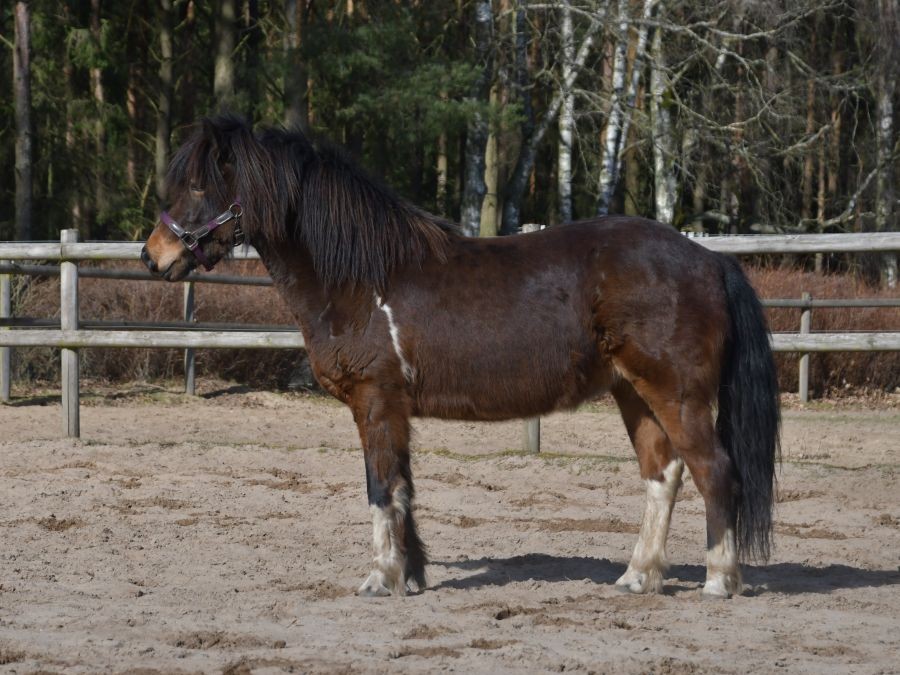 Gná från Helgagården