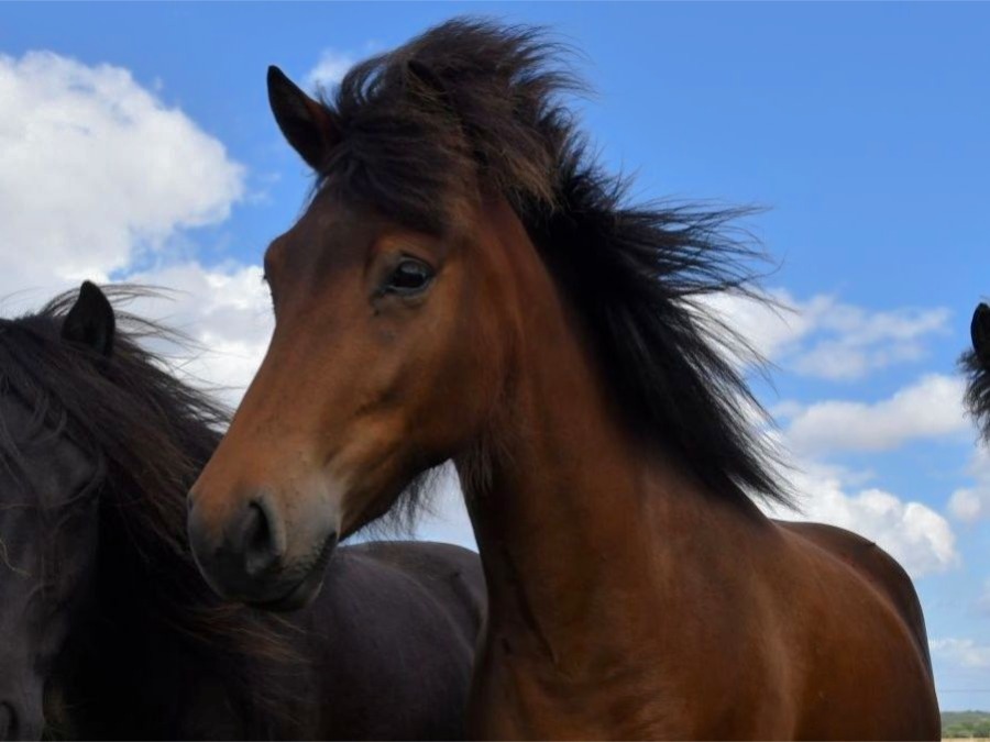 Hedda från Helgagården